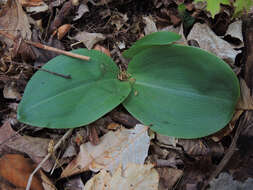 Image de Platanthère à feuilles orbiculaires