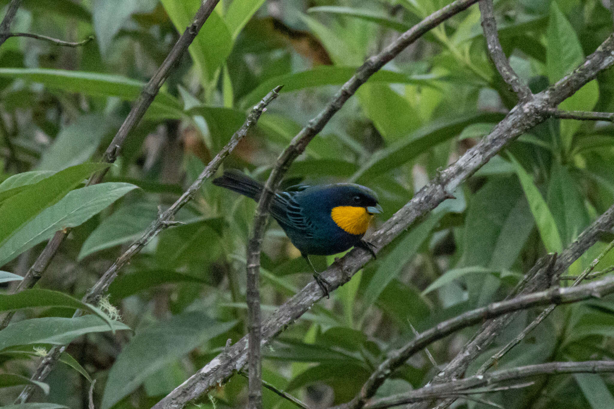 Imagem de Iridosornis porphyrocephalus Sclater & PL 1856