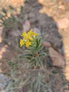 Image of Gnidia capitata L. fil.