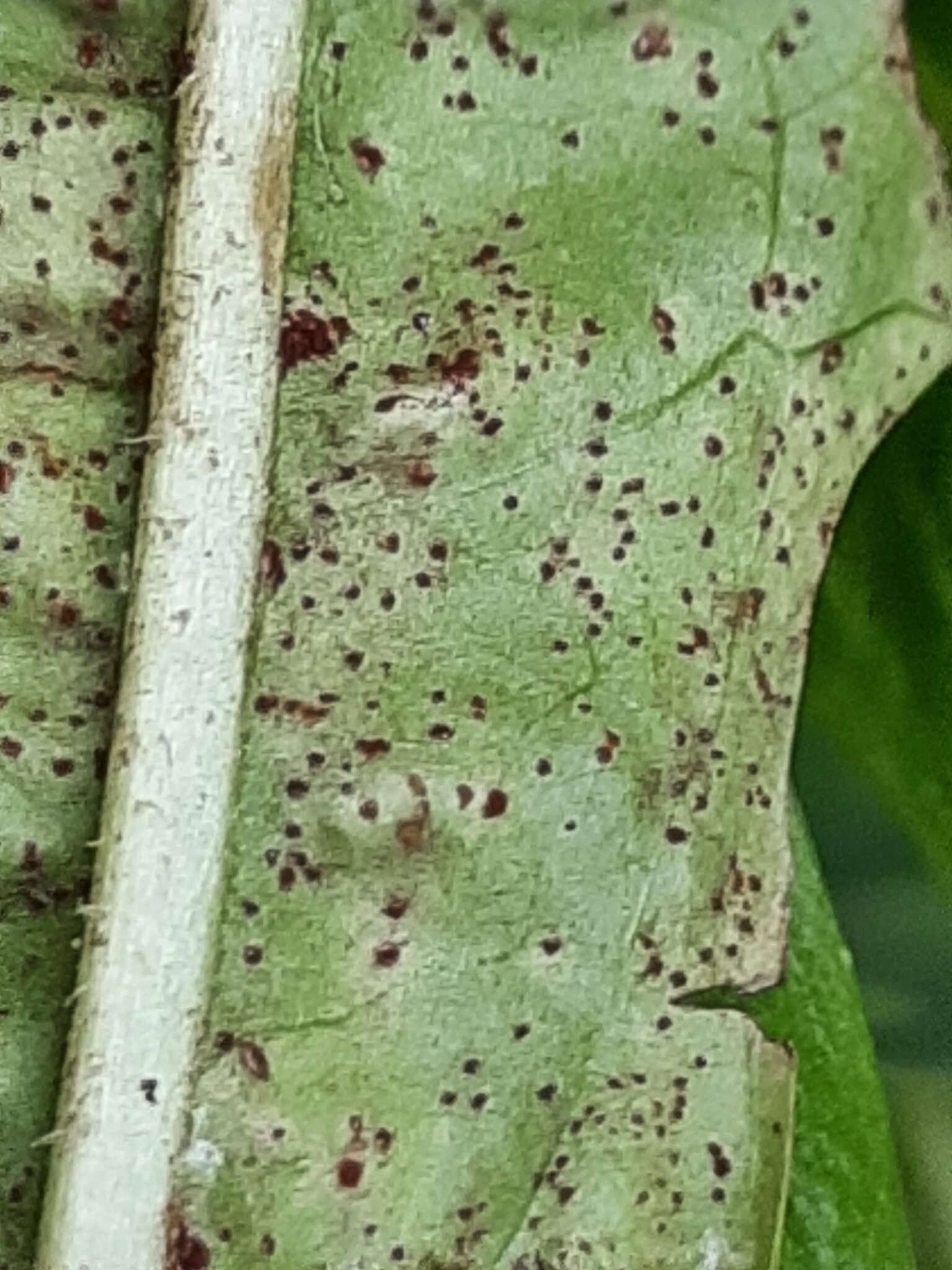 Imagem de Puccinia crepidicola Syd. & P. Syd. 1901