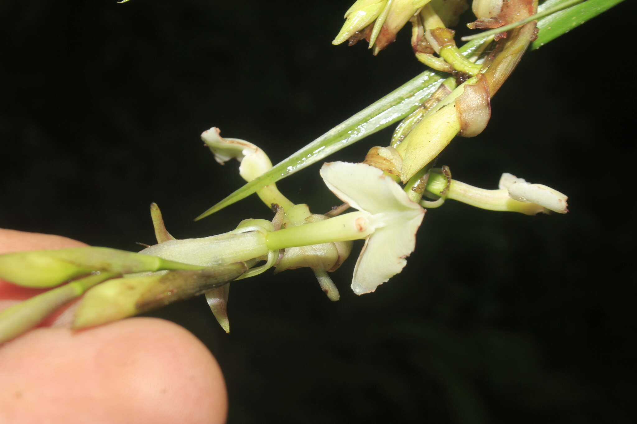 Image of Epidendrum hymenodes Lindl.