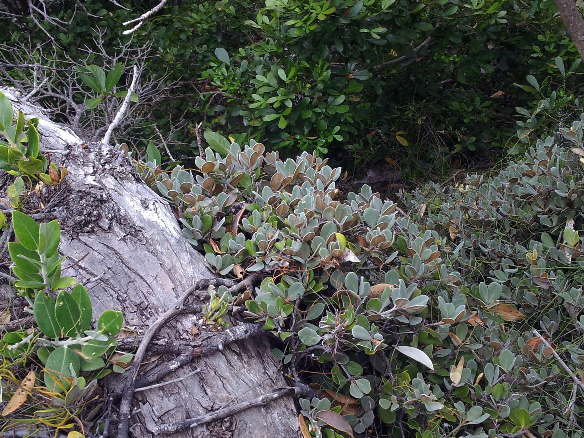 Image of Pittosporum serpentinum (de Lange) de Lange