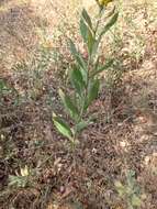 Image of California goldenrod