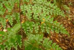 Image of Johnstone River fern