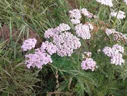 Sivun Achillea asiatica Serg. kuva