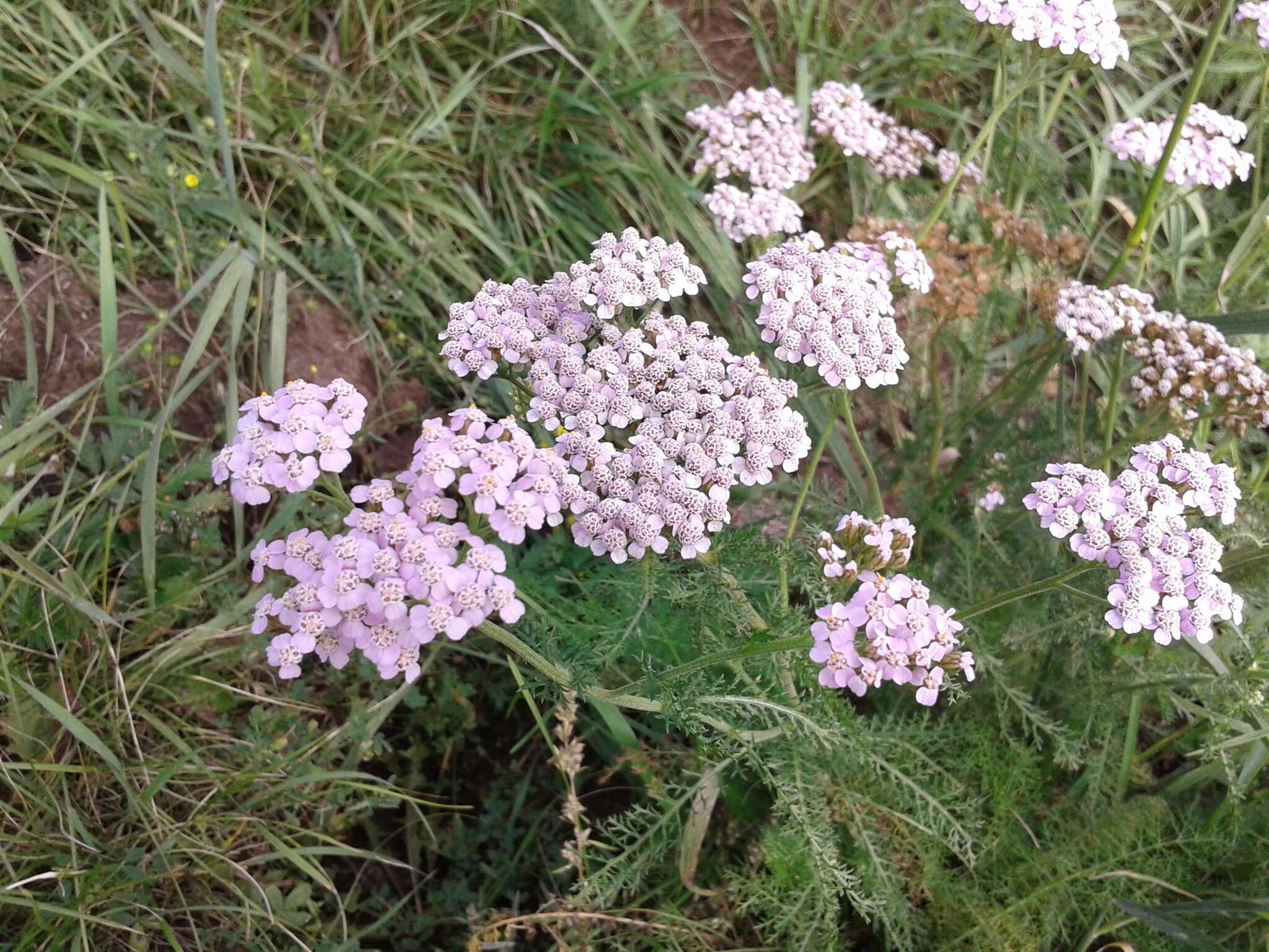 Sivun Achillea asiatica Serg. kuva