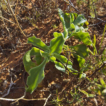 Image of Mesembryanthemum guerichianum Pax