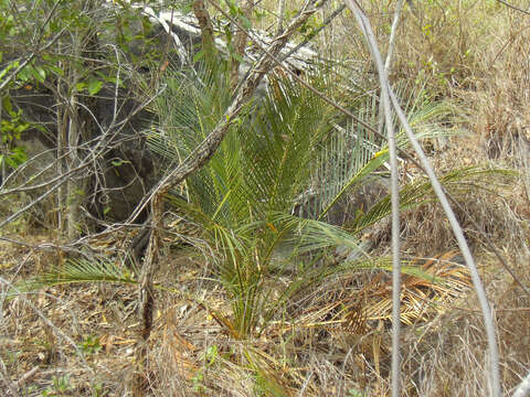 Image of Macrozamia macleayi Miq.