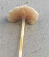 Image of Entoloma albinellum (Peck) Hesler 1967