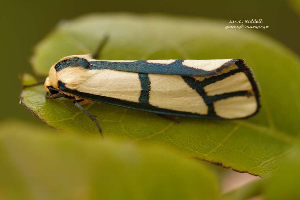 Слика од Anaphosia cyanogramma Hampson 1903