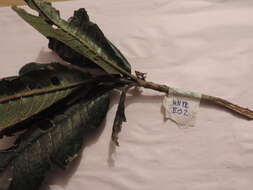 Image of Meliosma frondosa Cuatrec. & Idrobo
