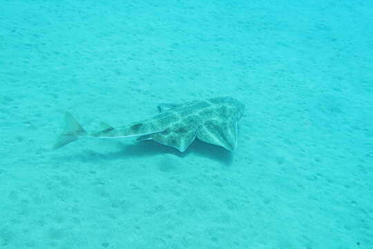 Image of Angel Shark