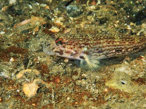 Image of Hoese&#39;s sandgoby