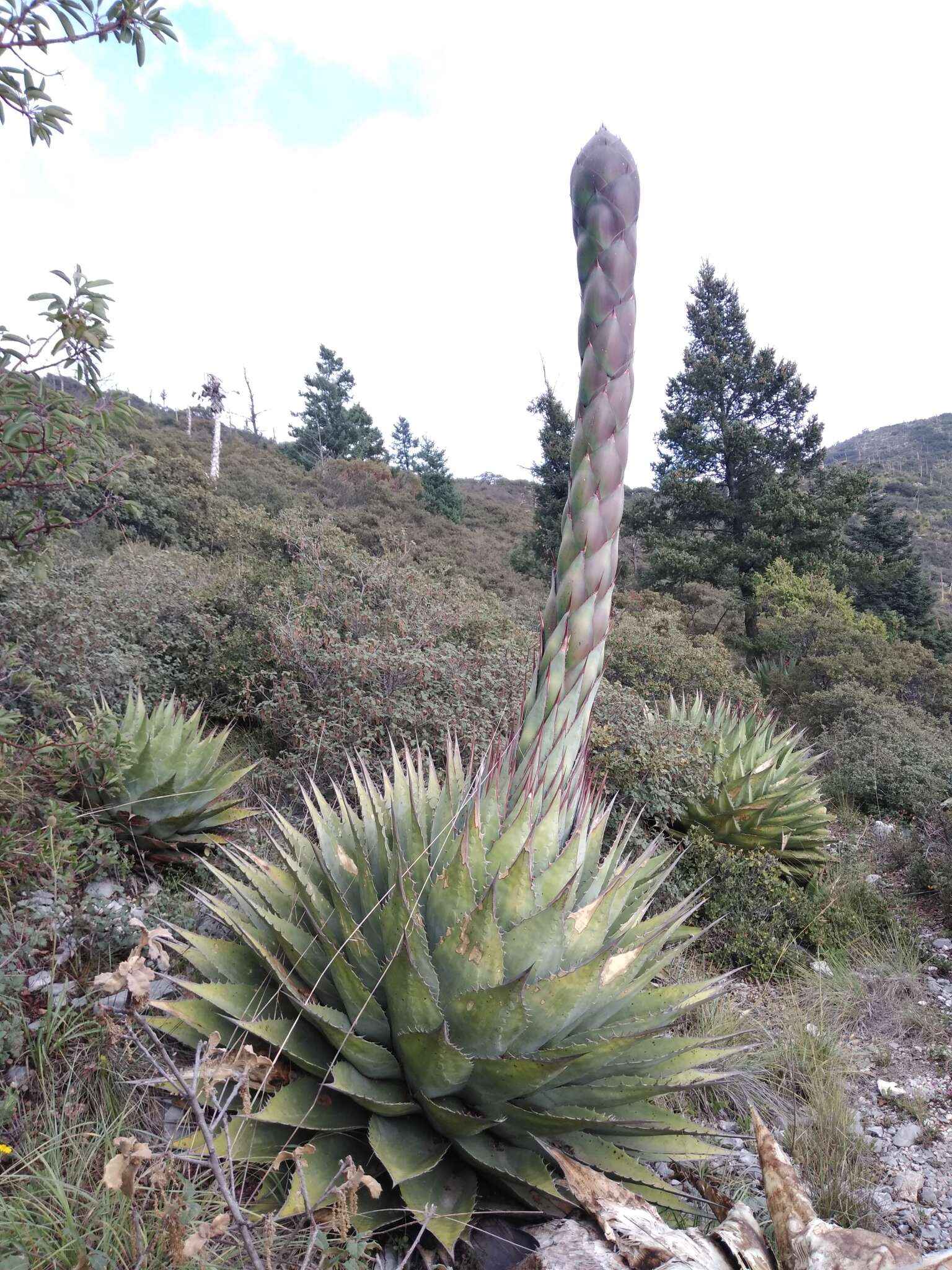 Agave montana Villarreal resmi