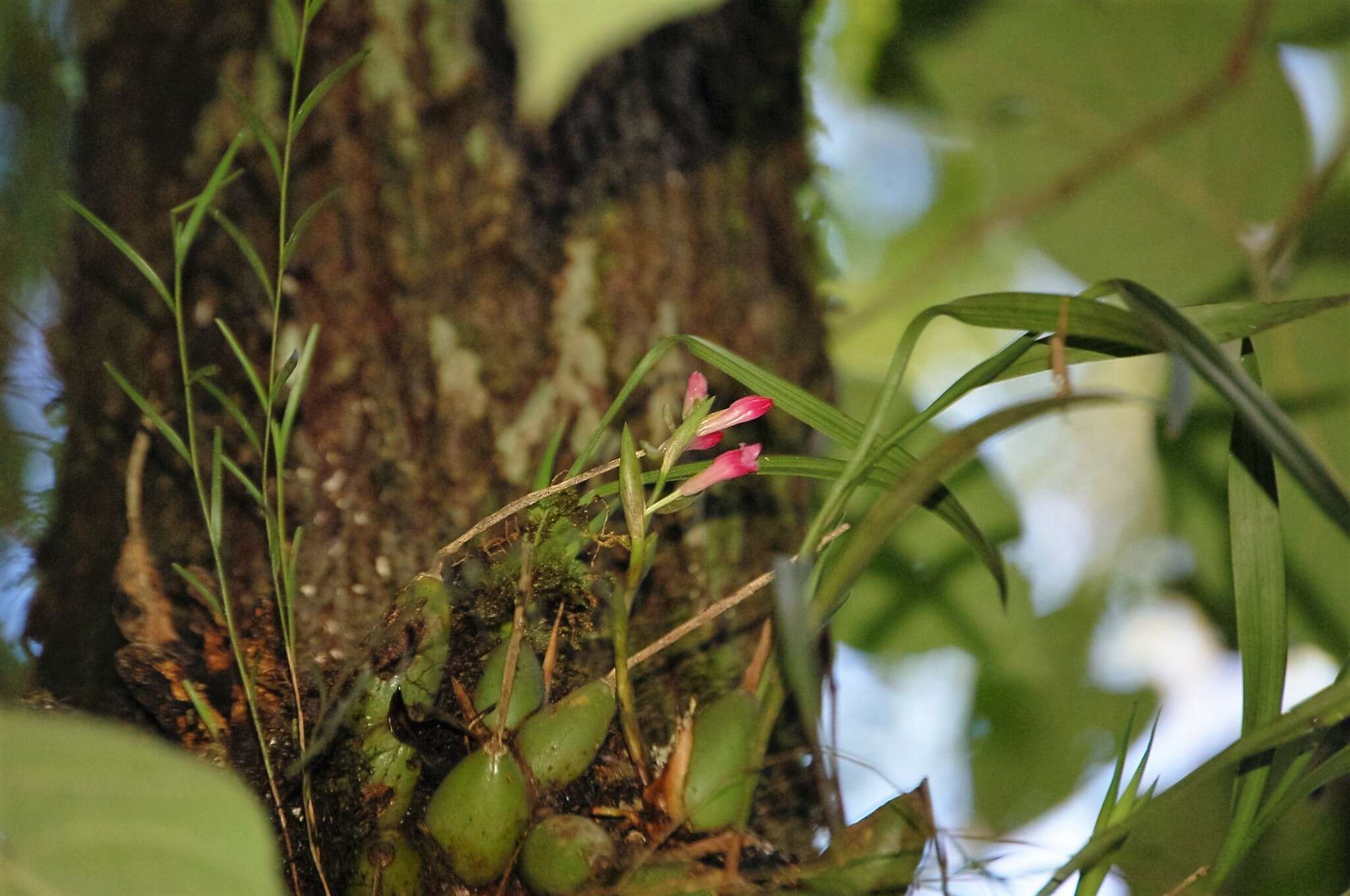 Image de Coelia guatemalensis Rchb. fil.