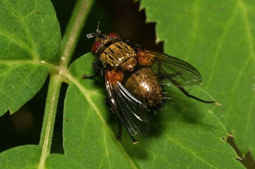 Image of Allophorocera ferruginea (Meigen 1824)