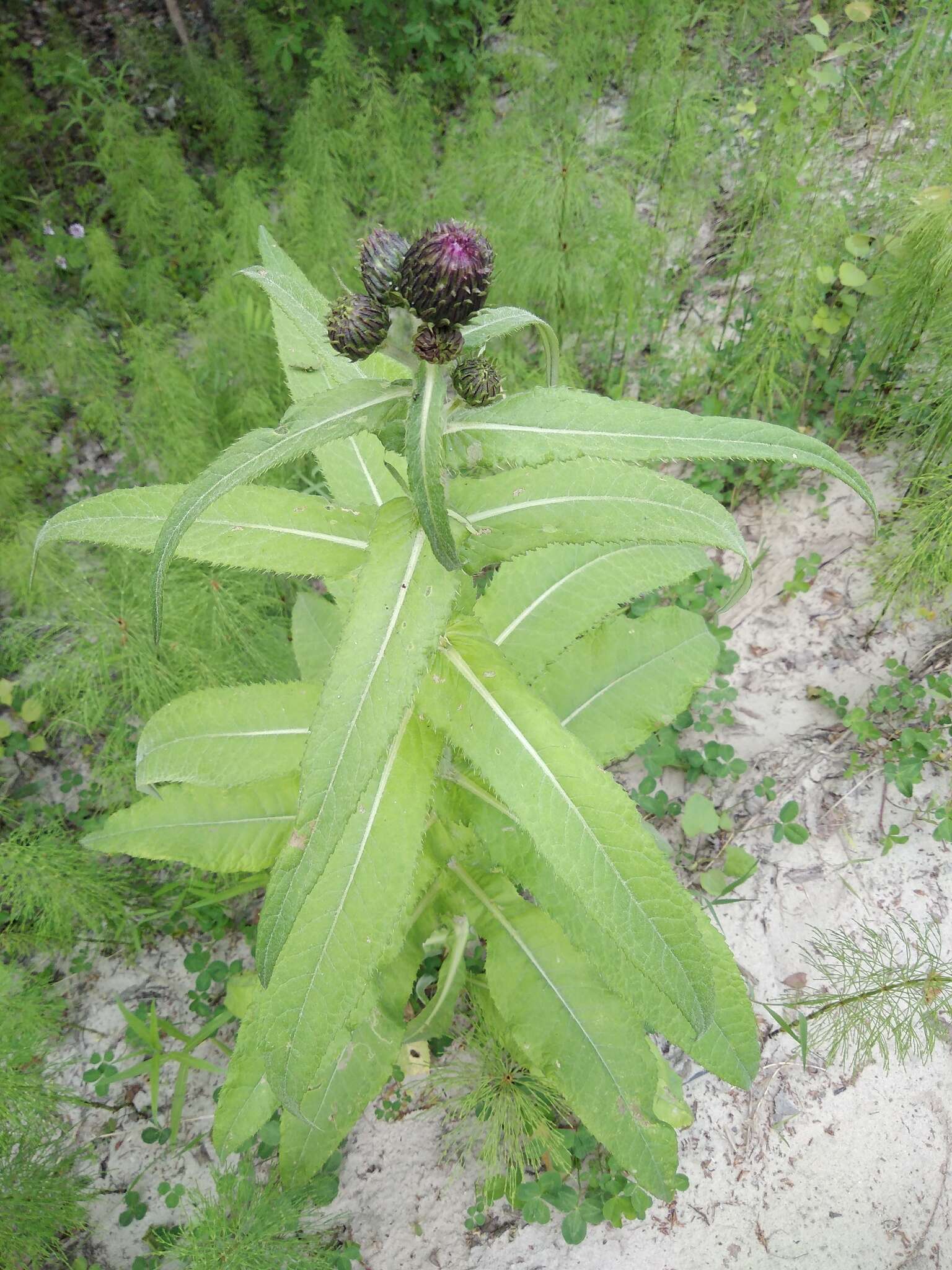 Слика од Cirsium helenioides (L.) Hill