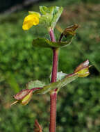 Image of James' monkeyflower