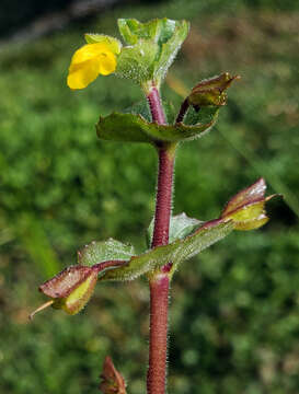 Plancia ëd Erythranthe geyeri (Torr.) G. L. Nesom