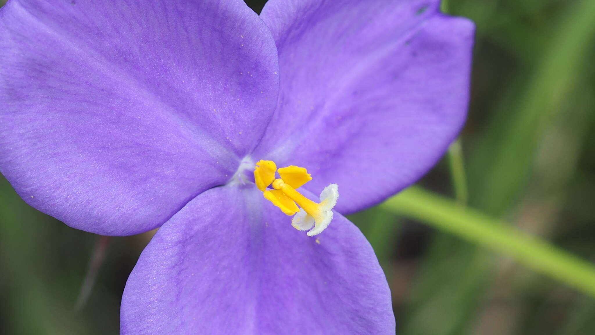 Image of Patersonia sericea var. sericea