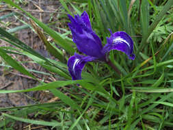 Image of bowltube iris