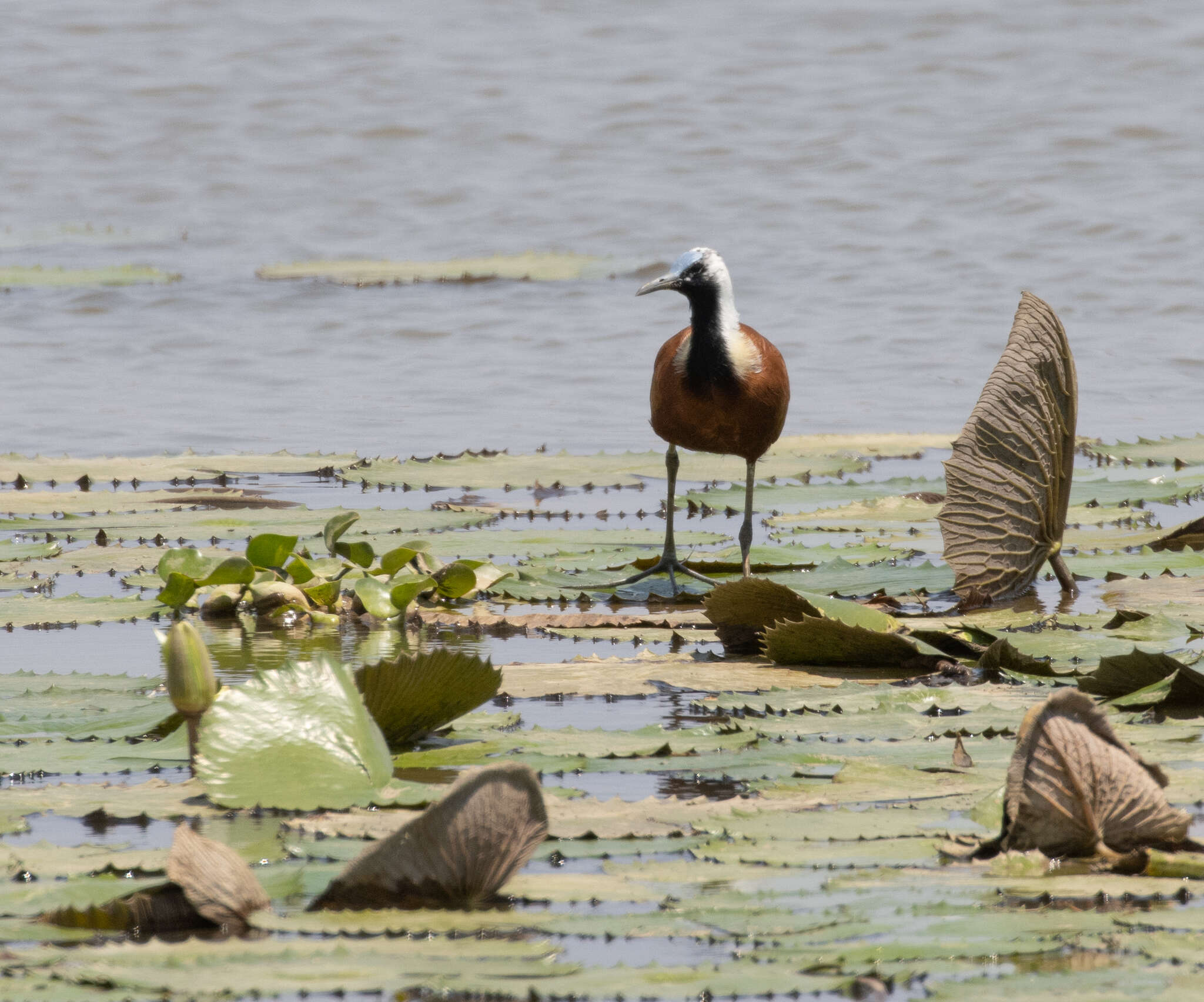 Image of Madagascan Jacana