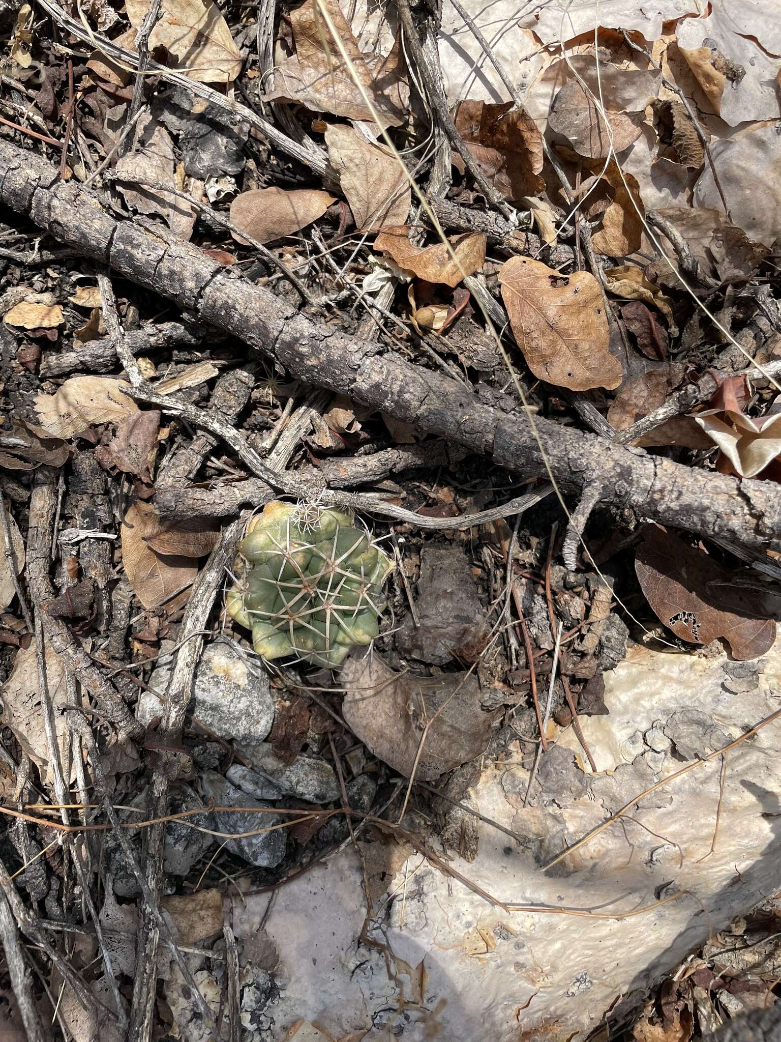 Image of Coryphantha elephantidens (Lem.) Lem.