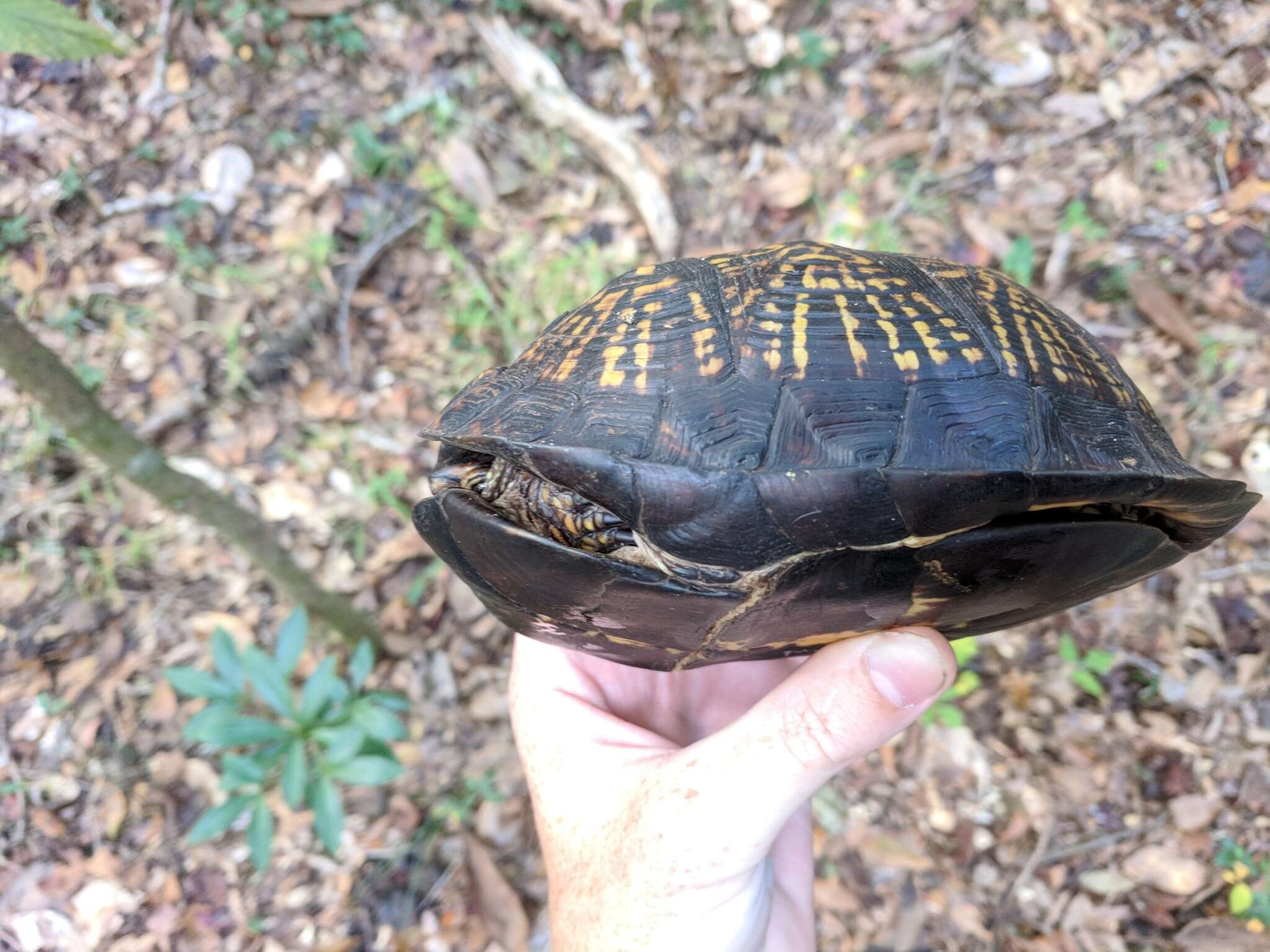 Image of Gulf Coast box turtle