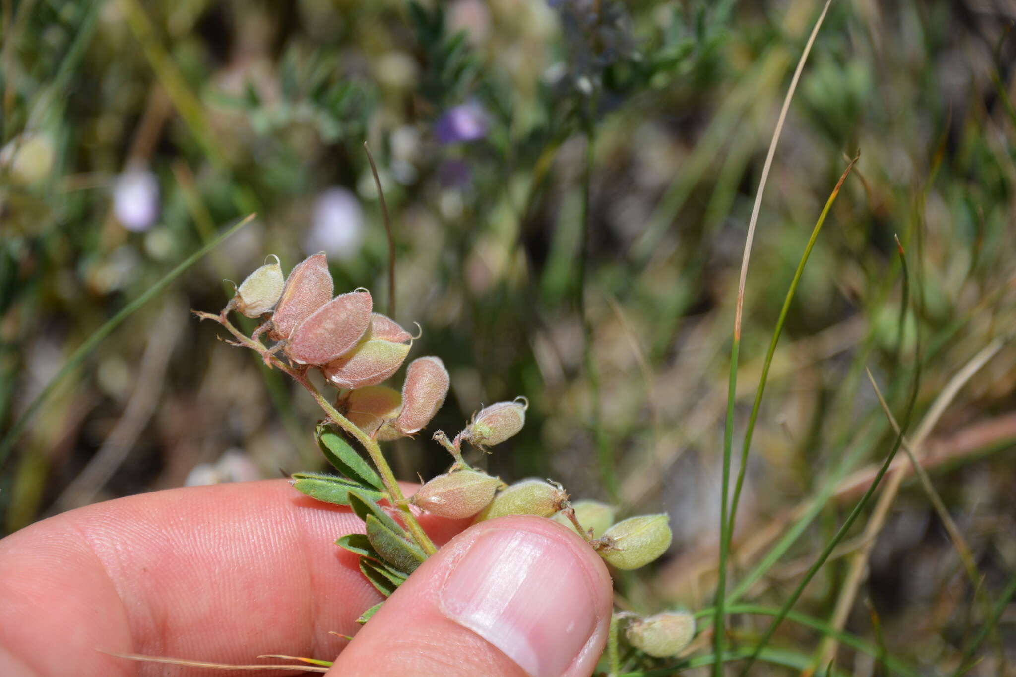 Image of dwarf milkvetch