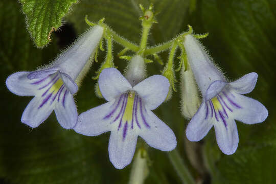 Plancia ëd Streptocarpus cyaneus S. Moore