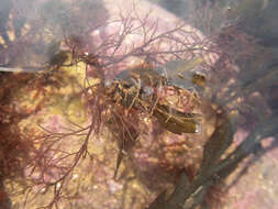 Image of garland hydroid