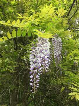 Plancia ëd Wisteria floribunda (Willd.) DC.