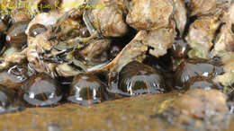 Anthopleura fuscoviridis Carlgren 1949 resmi