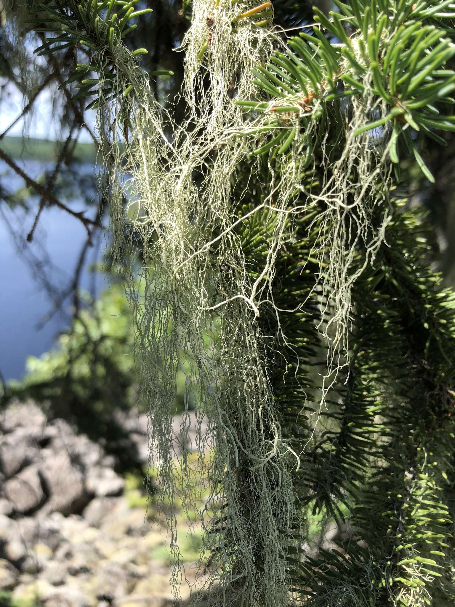 Image of cavern beard lichen