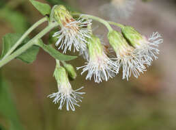 Brickelliastrum fendleri (A. Gray) R. King & H. Rob. resmi