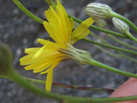 Image of Crepis sonchifolia (M. Bieb.) C. A. Mey.