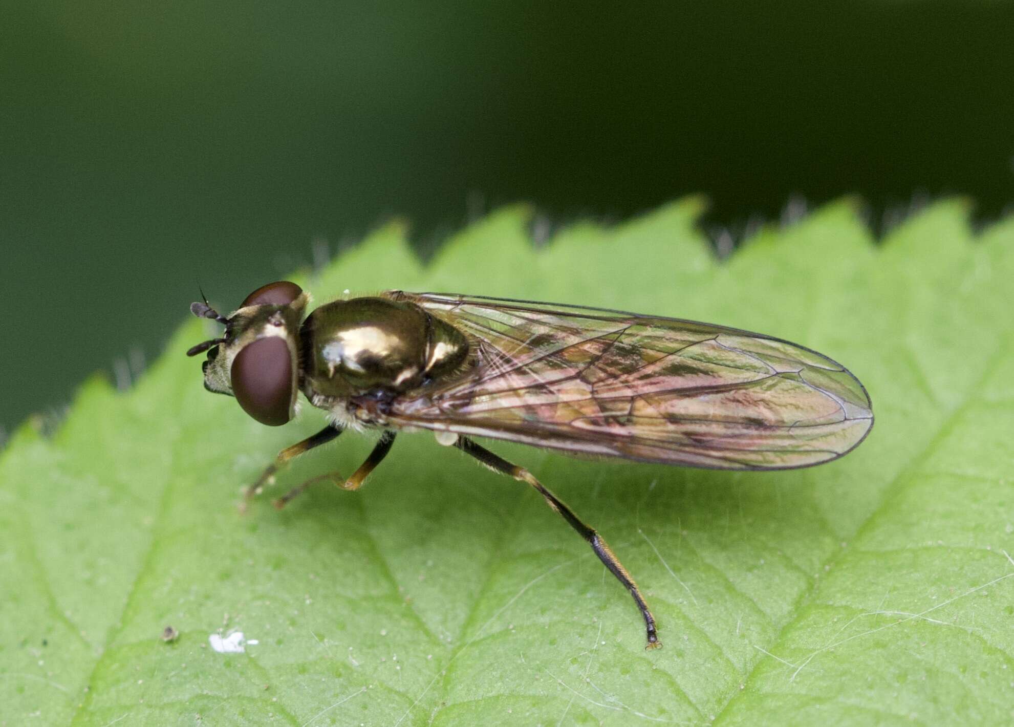 Image of <i>Platycheirus tarsalis</i>