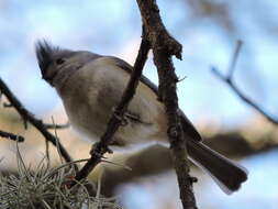 Image of Black-crested Titmouse