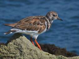 Image of Arenaria Brisson 1760