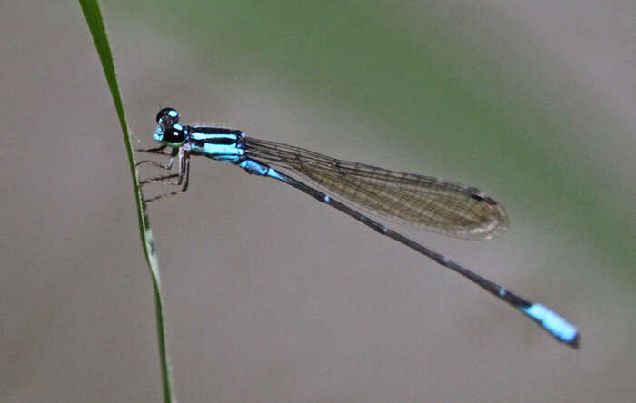 Image of Acanthagrion quadratum Selys 1876