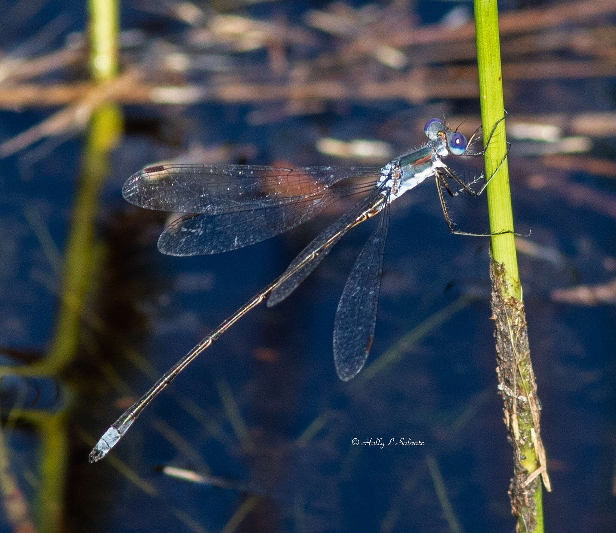 Image of Carolina Spreadwing