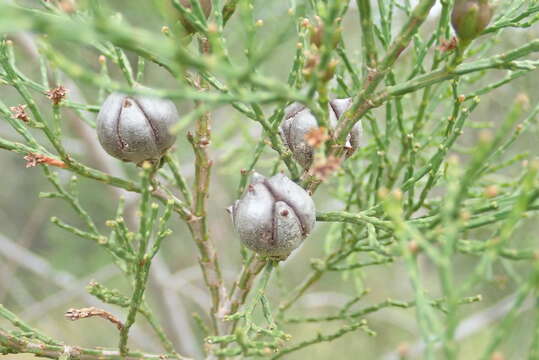 Imagem de Callitris endlicheri (Parl.) F. M. Bailey