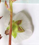 Image of white checkerbloom