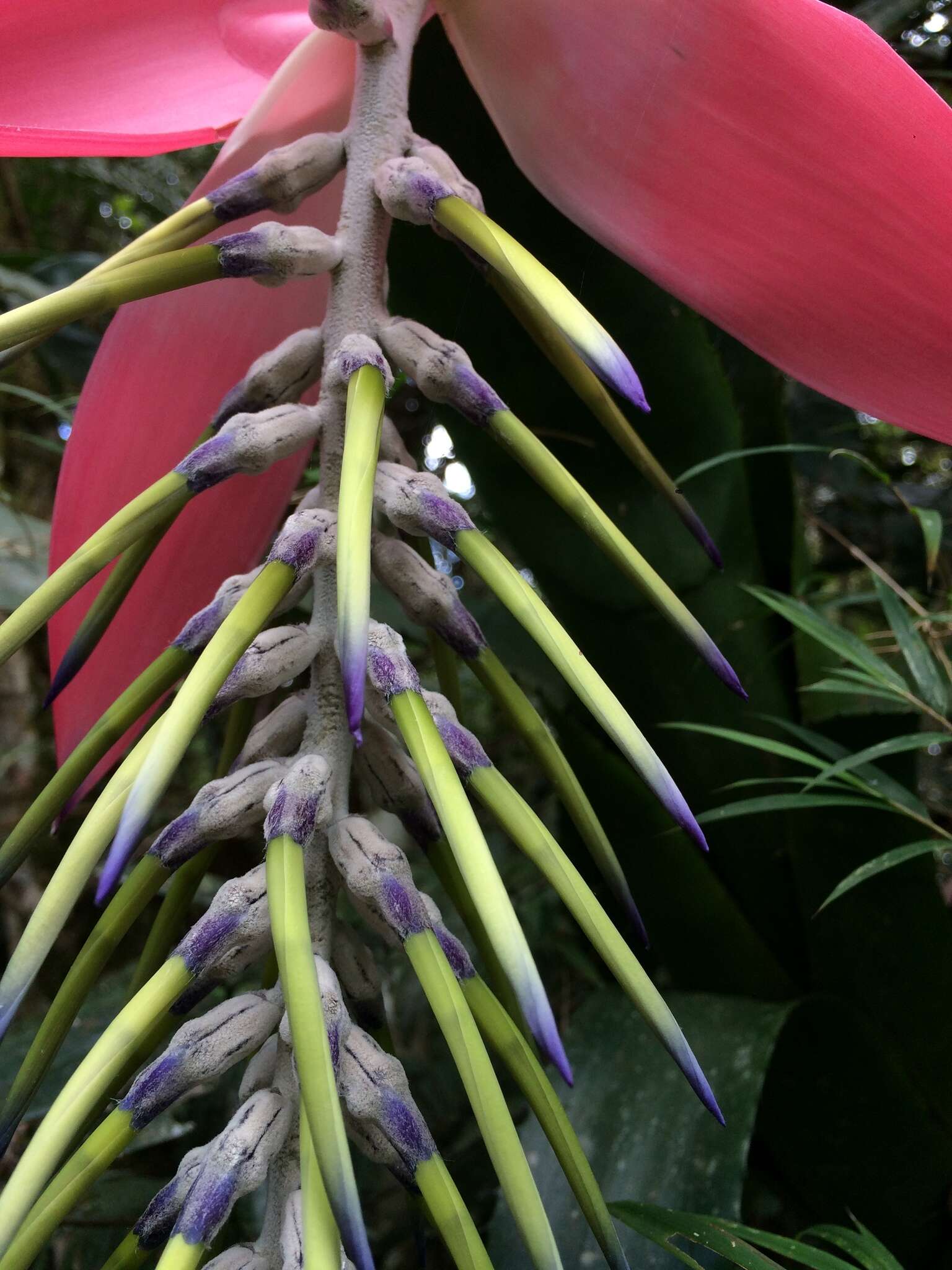 Billbergia alfonsi-joannis Reitz的圖片