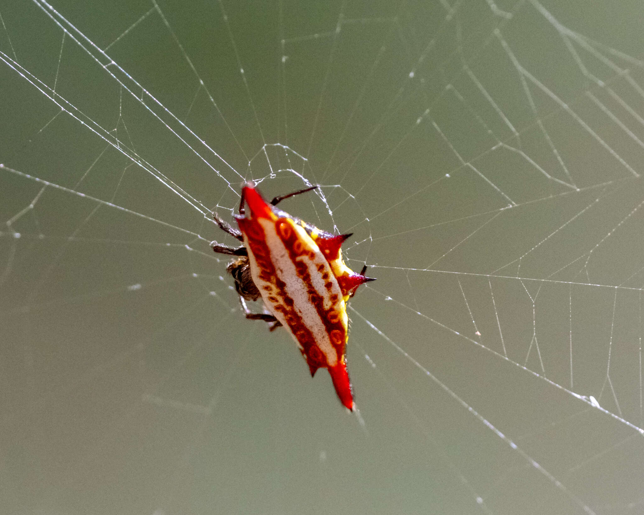 Image of Gasteracantha frontata Blackwall 1864