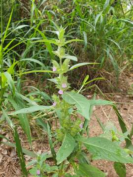 Justicia bracteosa (Mildbr.) Leonard resmi