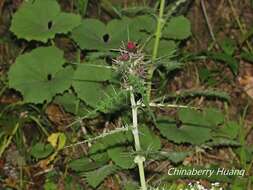 Imagem de Cirsium suzukii