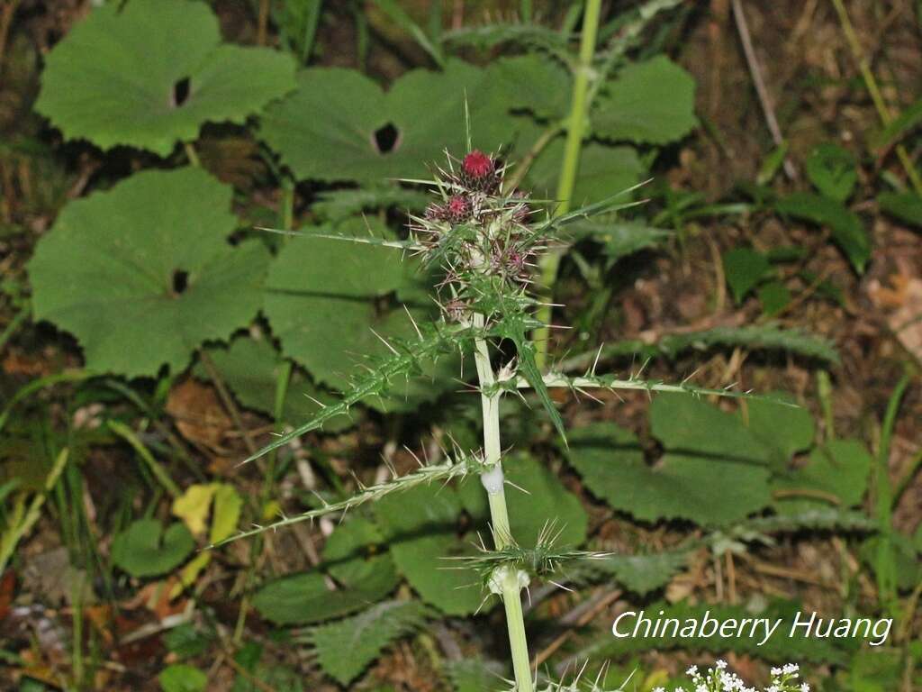 Cirsium suzukii的圖片