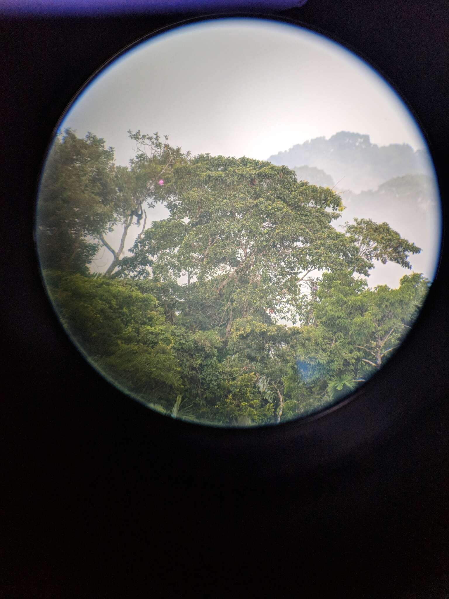 Image of Long-haired Spider Monkey