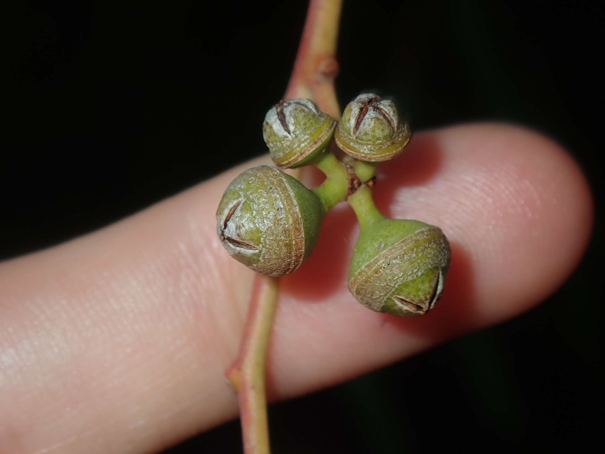 Image of Eucalyptus camaldulensis subsp. arida Brooker & M. W. Mc Donald